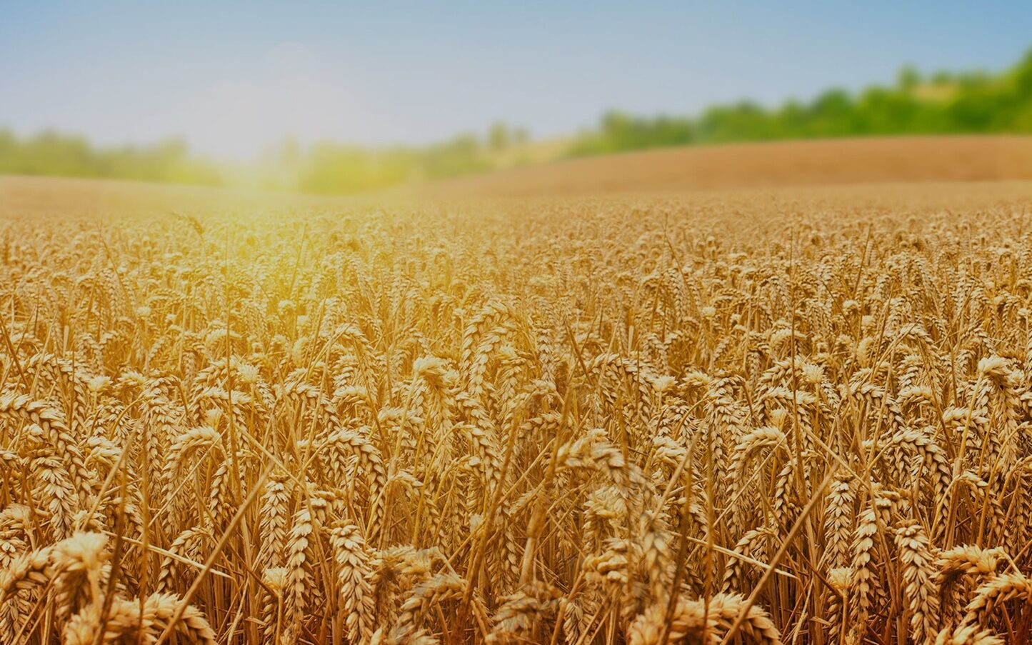 Влияние Торфогеля на урожайность зерновых культур