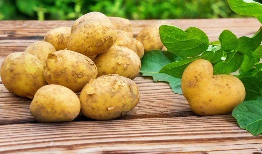 Влияние Торфогеля на урожайность картофеля